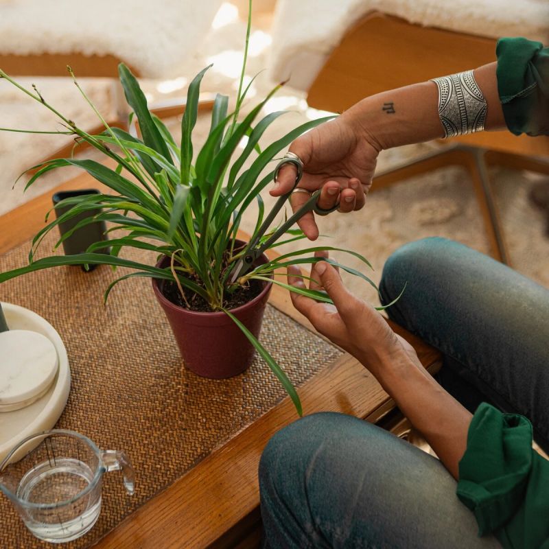 Augu kopšanas komplekts ,mazās šķēres + futrālis,