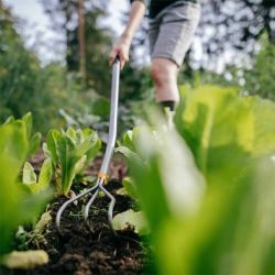 Ergonomic kaplis-kultivators