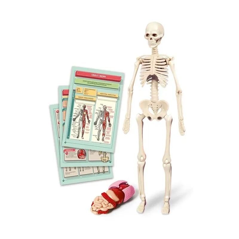 Edukacinis žaislas Clementoni The Human Body Mini-Set