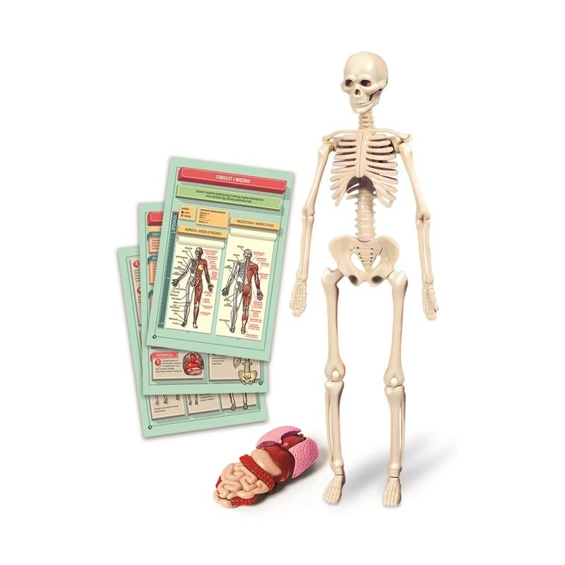 Izglītojošās rotaļlieta Clementoni The Human Body Mini-Set