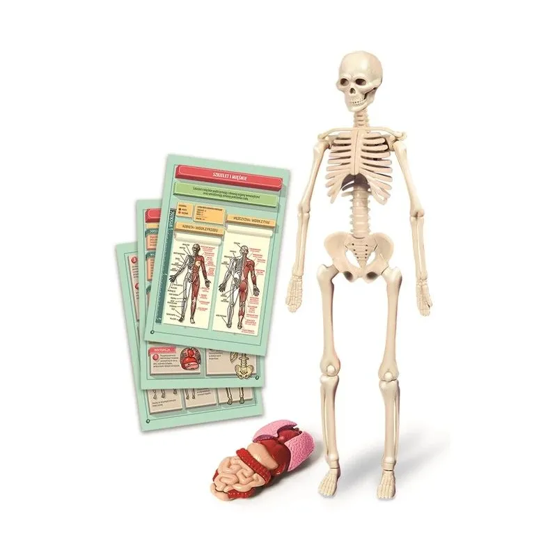 Edukacinis žaislas Clementoni The Human Body Mini-Set