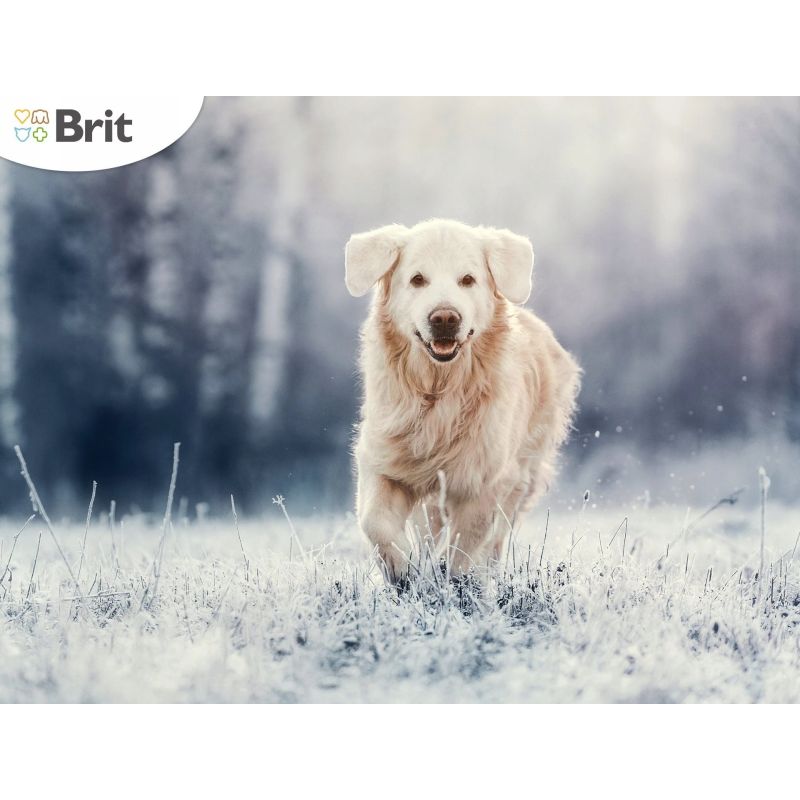 Suņu barība premium adult large