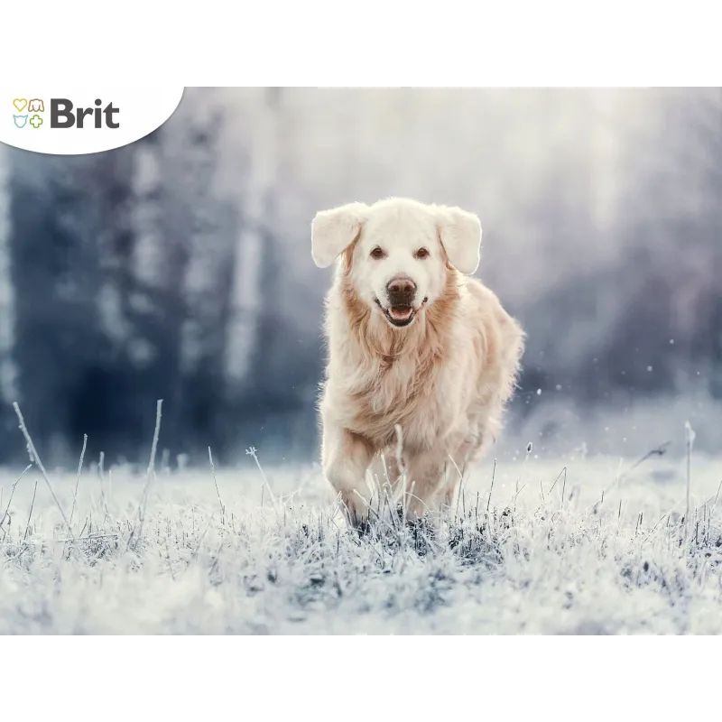 Dog food premium adult large