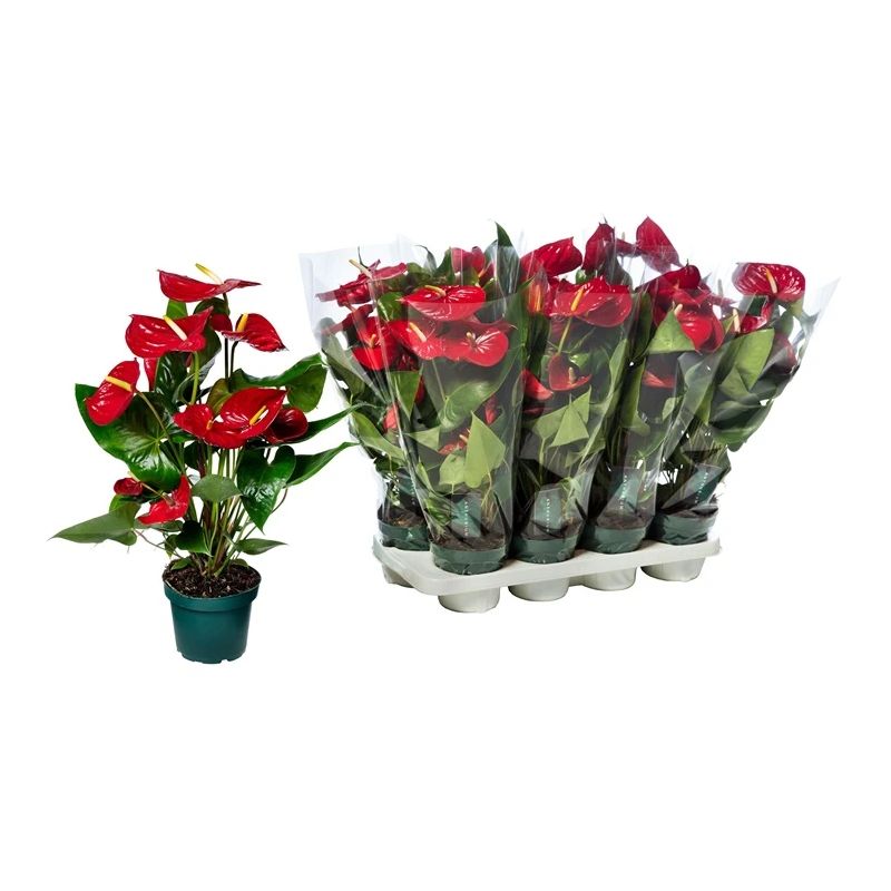 Mīksta rotaļlieta kaķiem Beeztees