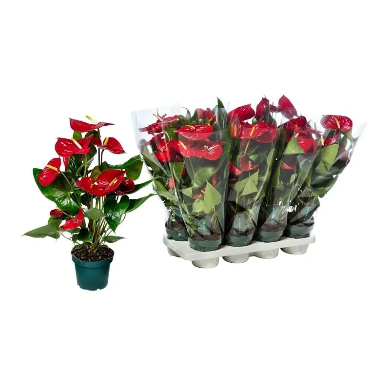 Mīksta rotaļlieta kaķiem Beeztees, ,krāsa-dizains tiek izvēlēts nejauši,