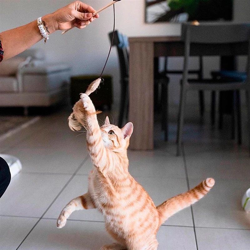 Katės žaislas FERPLAST