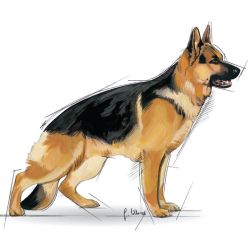 Barība suņu maxi adult 15kg