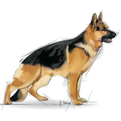 Sausas šunų maistas Royal Canin SHN Maxi Adult, vištiena-kiauliena, 15 kg