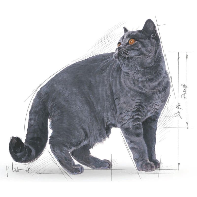 Barība fbn british shorthair 4kg