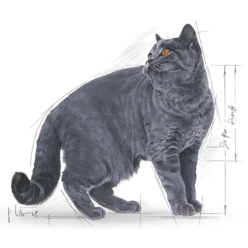 Sausā kaķu barība Royal Canin Adult British Shorthair, vistas gaļa, 4 kg
