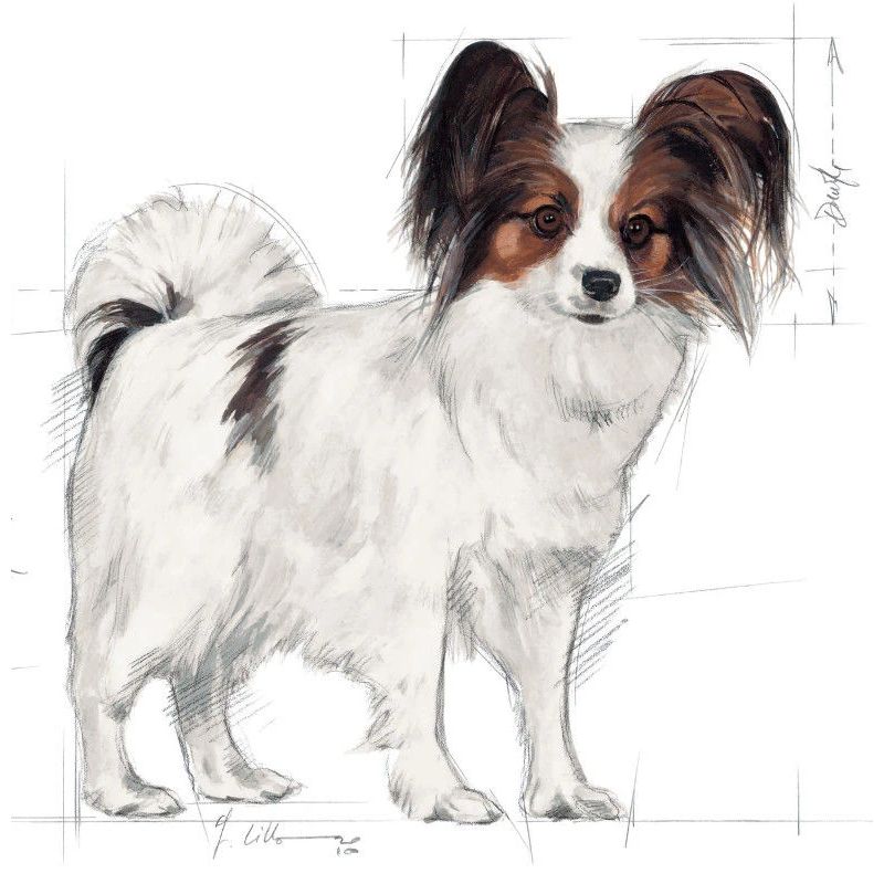 Sausas ėdalas šunims Royal Canin X-Small Adult. 500 gr