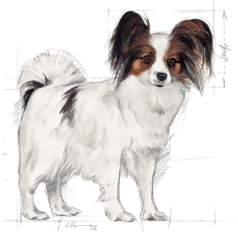 Sausas šunų maistas Royal Canin X-Small, vištiena, 0.5 kg