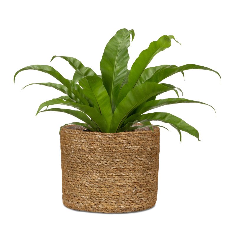 Puķpods jūraszāļu 508-24 nut d24