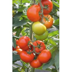 Sēklas tomāti marmande