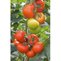 Sēklas tomāti marmande