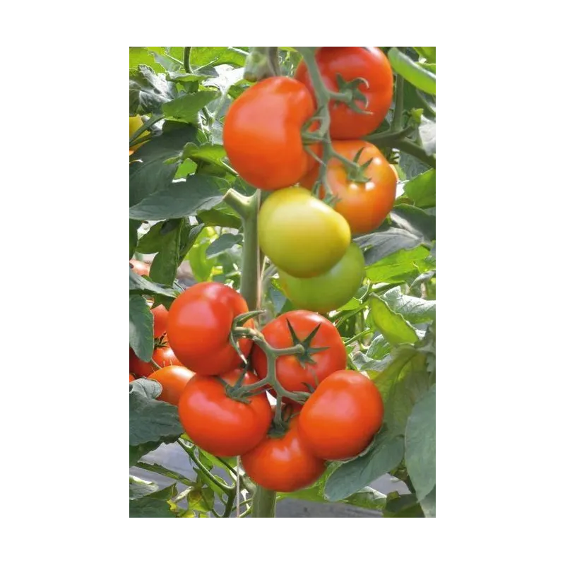 Sēklas Kurzemes sēklas, tomāti Tomato Marmande, 1 g