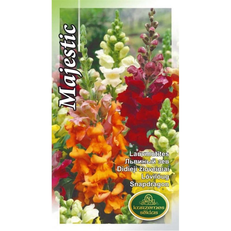 Sēklas lauvmutītes majestic