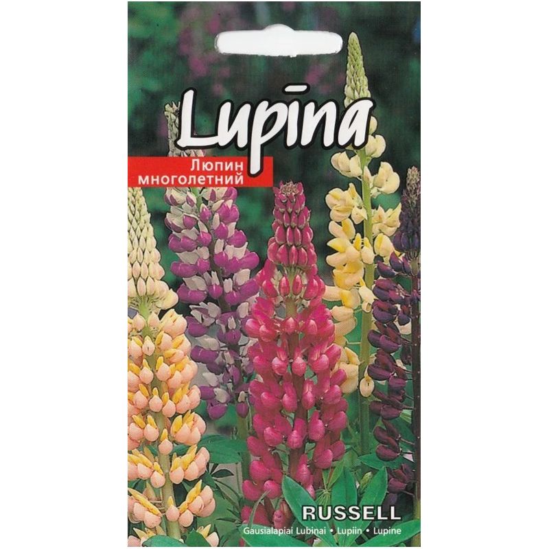 Sēklas lupīnas russell