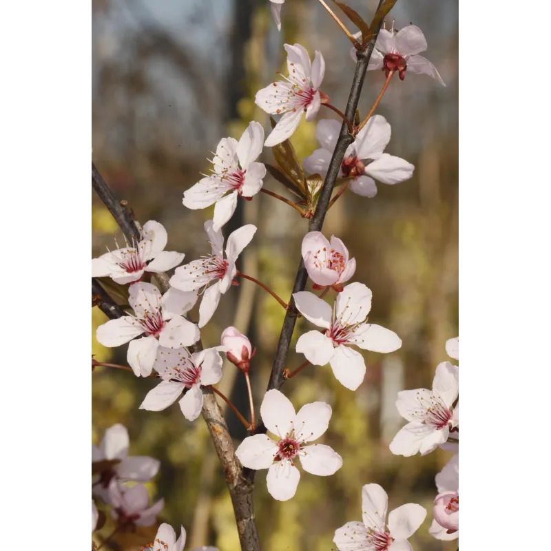 Pneimatiskā lineārā slīpmašīna Stanley 160153XSTN