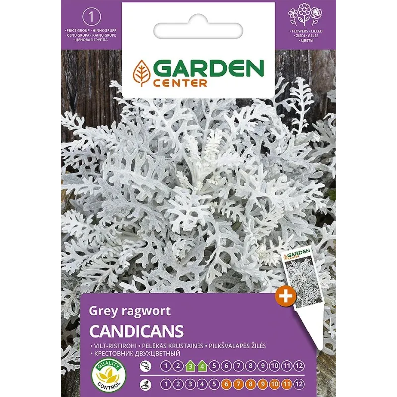 Sēklas Garden Center pelēklapu krustainis Candicans, 0.2 g