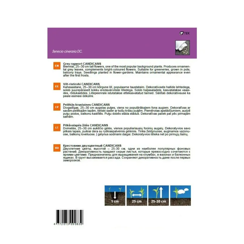 Sēklas Garden Center pelēklapu krustainis Candicans, 0.2 g