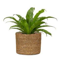 Puķpods jūraszāļu 508-19 nut d19