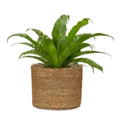 Цветочный горшок Scheurich 67495, водоросли, светло-коричневый