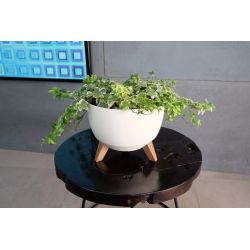 Plastm. puķu pods bowl roma 470 krēmkr.