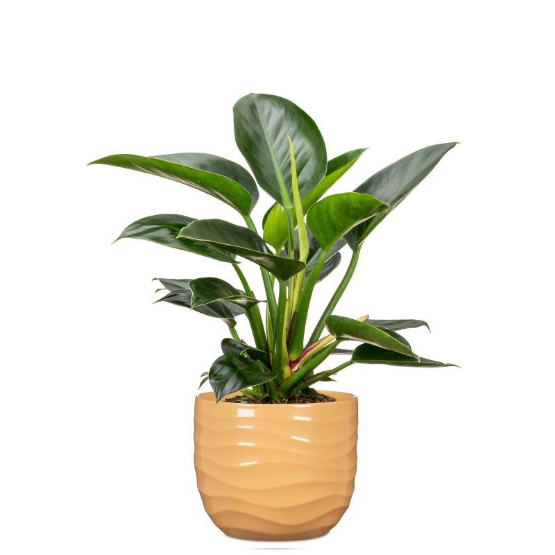 Puķpods keramika 969-18 yellow beach d18