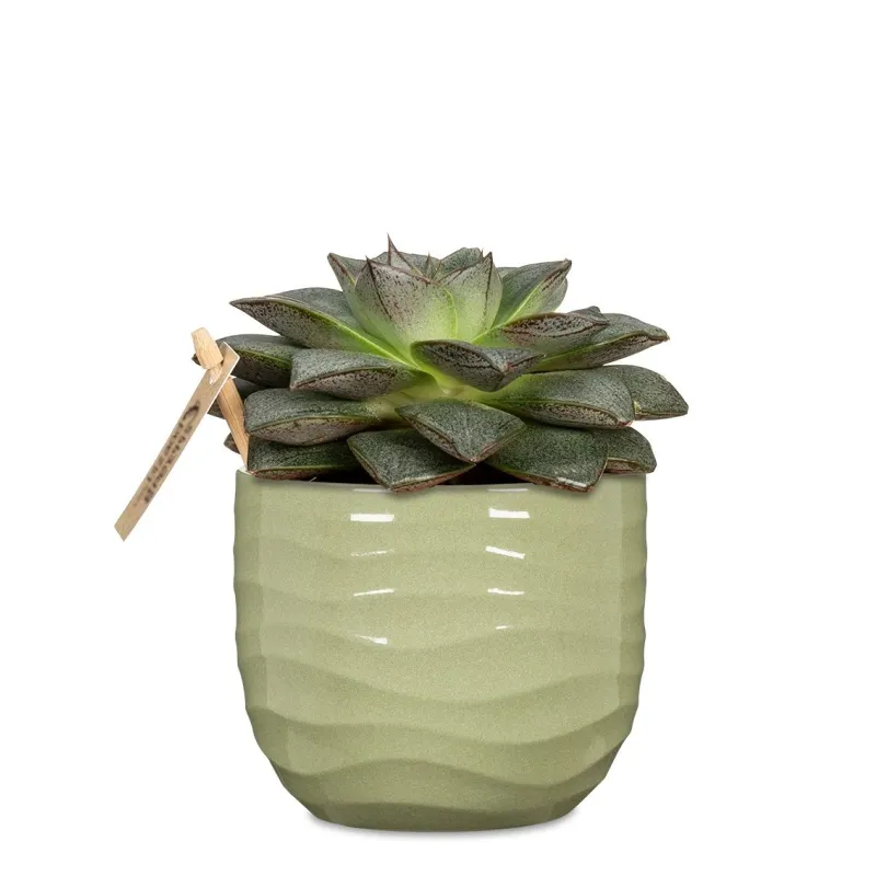 Puķu pods Scheurich 69639, keramika, zaļa