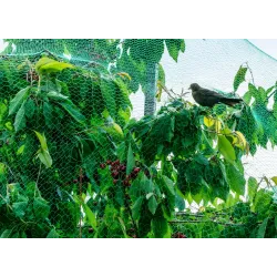 Tinklas nuo paukščių Garden Center BND10-01515, 10 m x 400 cm