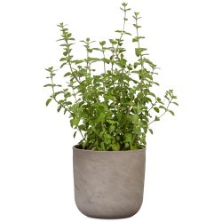 Puķpods keramikas 981-18 travertino d18