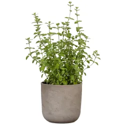 Lillepott Scheurich 68221, keraamiline, hall