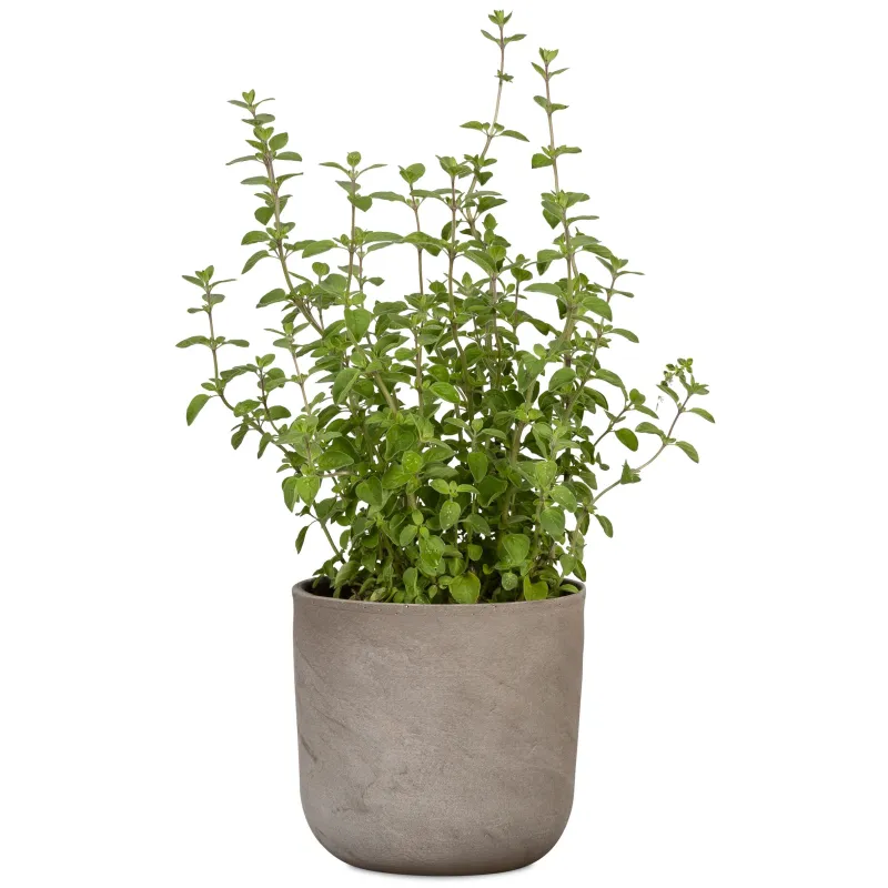 Puķu pods Scheurich 68221, keramika, pelēka