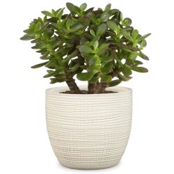 Puķu pods 866-19 vainilla d19