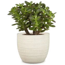 Цветочный горшок Scheurich 58650, керамика, бежевый