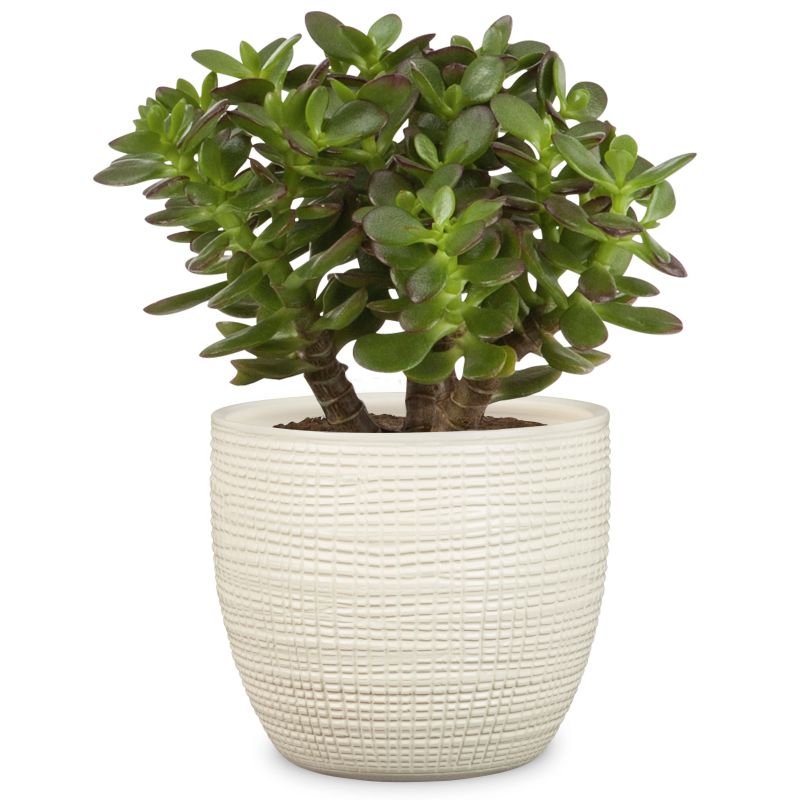 Puķu pods 866-19 vainilla d19