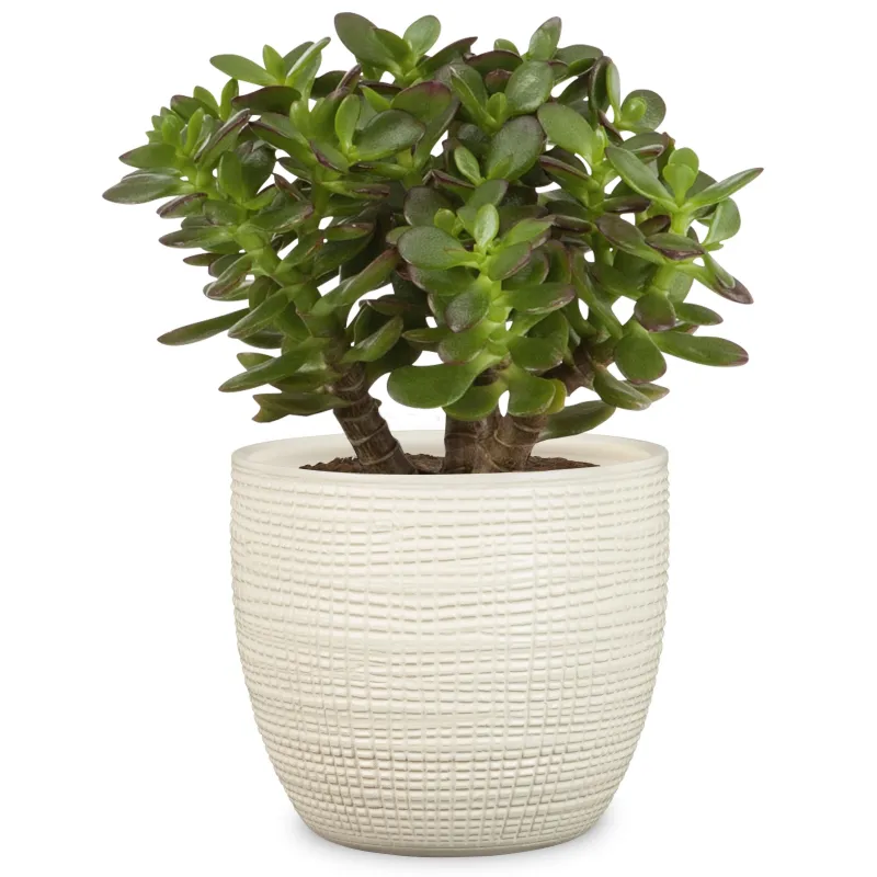 Puķu pods Scheurich 58650, keramika, bēša