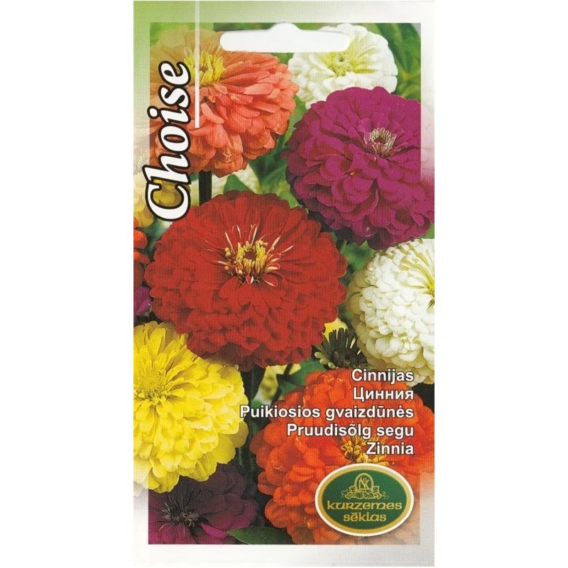 Sēklas cinnijas choise
