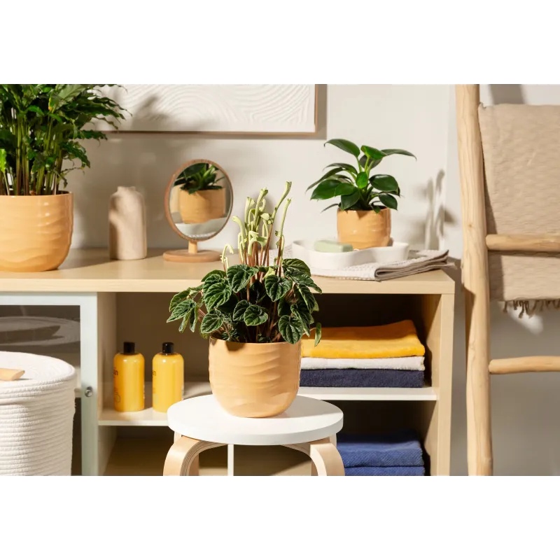 Puķu pods Scheurich 69633, keramika, dzeltena