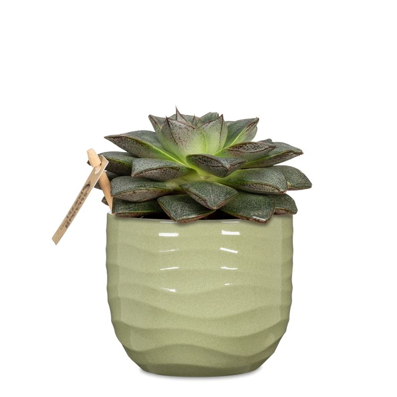 Puķpods keramikas 969-18 rush grass d18