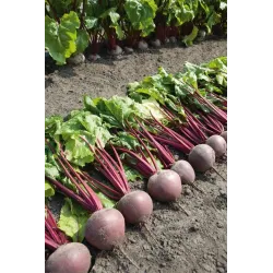 Sēklas Kurzemes sēklas, galda bietes PABLO F1, 3 g