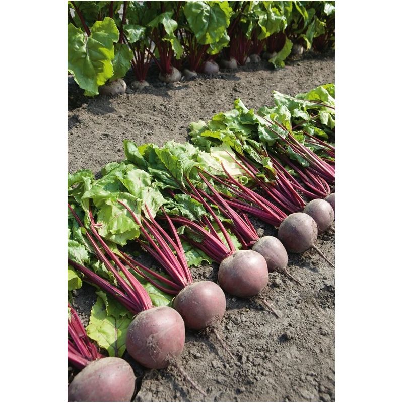 Sēklas bietes galda pablo f1