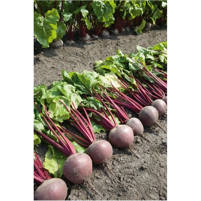 Sēklas Kurzemes sēklas, galda bietes PABLO F1, 3 g