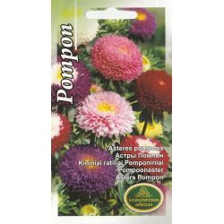 Sēklas astres pompona jauktās