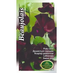 Sēklas puķu zirņi spencer beaujolais