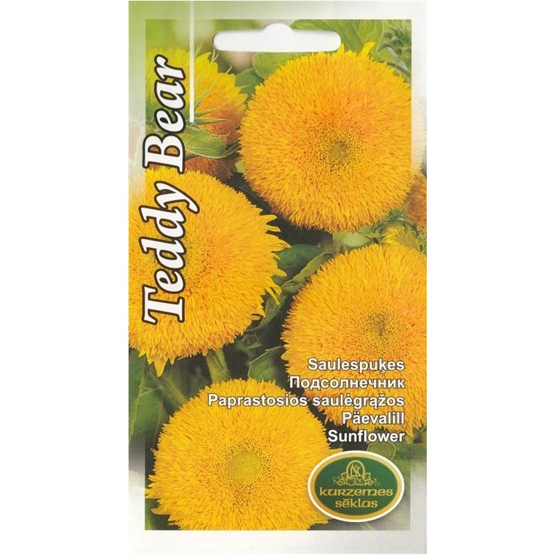 Sēklas saulespuķes teddy bear