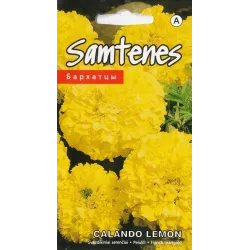 Sēklas Kurzemes sēklas samtenes Scalando Lemon, 4 g