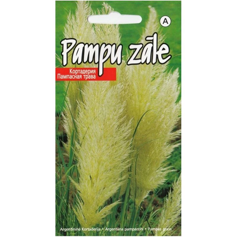 Sēklas pampu zāle plume white