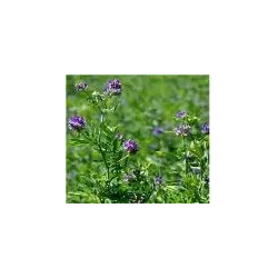 Zāliena sēklas Alfalfa Sowing Gea, 0.2 kg